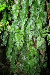 Hymenophyllum flabellatum. Plants growing epiphytically on a tree fern trunk.  
 Image: L.R. Perrie © Leon Perrie 2006 CC BY-NC 3.0 NZ